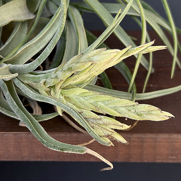 チランジア:T.streptophylla x seleriana No.5878_3