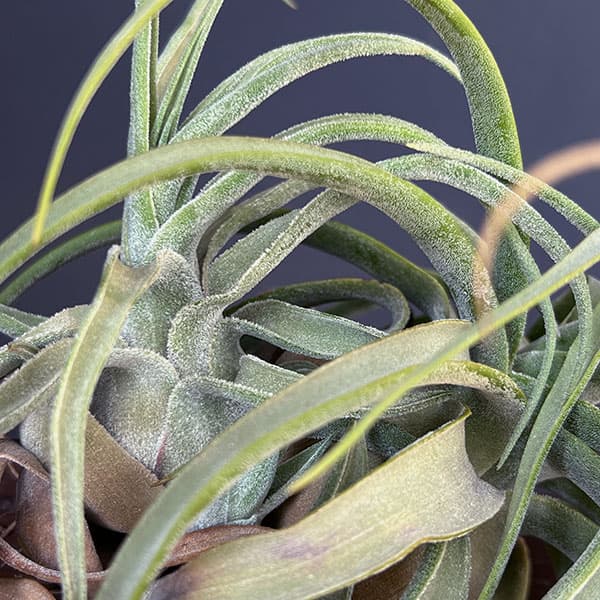 チランジア:T.streptophylla x seleriana No.5878_3