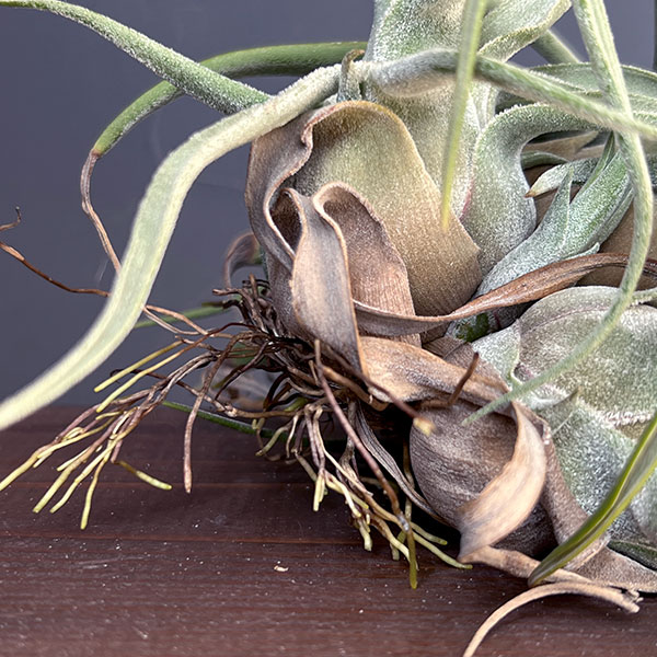 チランジア:T.streptophylla x seleriana No.5878_3