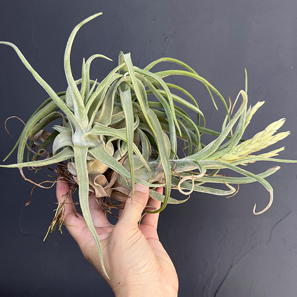 チランジア:T.streptophylla x seleriana No.5878_3