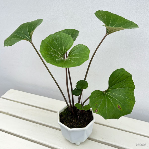 ツワブキ:青葉5号鉢植え