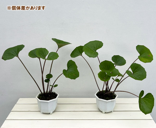 ツワブキ:青葉5号鉢植え