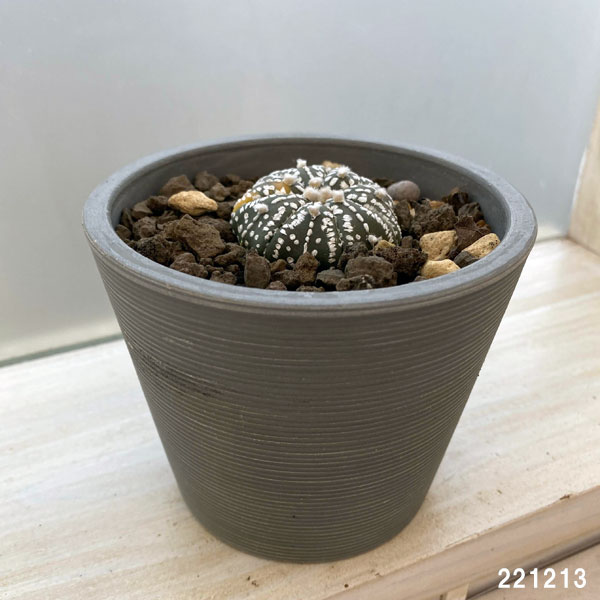 園芸ネット本店｜アストロフィツム：スーパー兜 斑入（かぶと ふいり