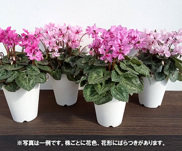 園芸ネット本店｜[ギフトに]シクラメン：プティムーラン4号鉢／ブリキ