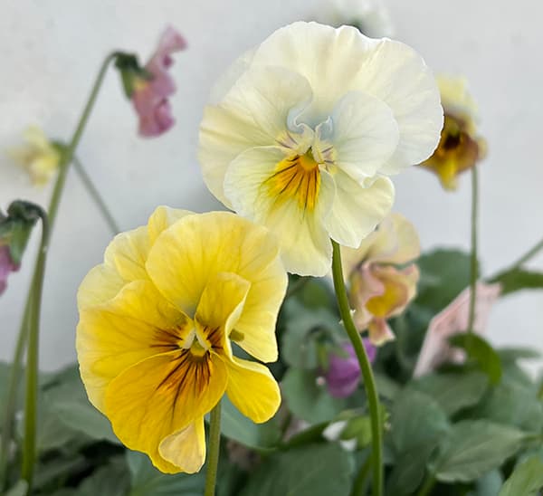 園芸ネット本店｜ビオラ：君待ち3.5号ポット 6株セット の通販【公式】
