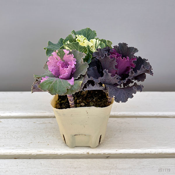 ハボタン(3色植え):フリフリパーティー3号ポット