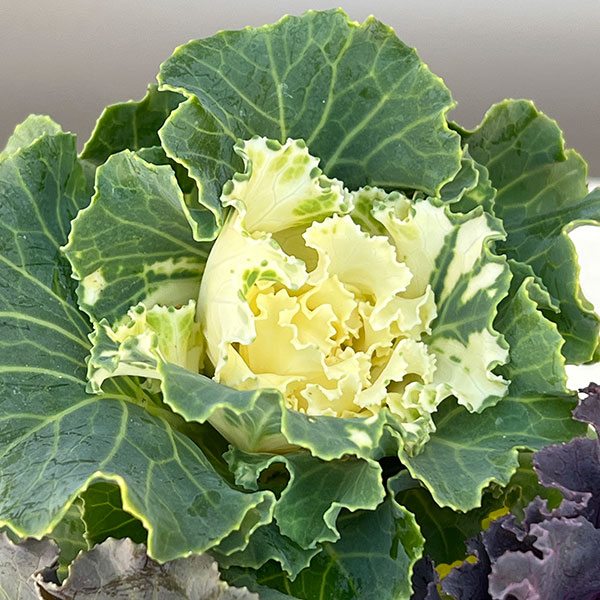 ハボタン(3色植え):フリフリパーティー3号ポット