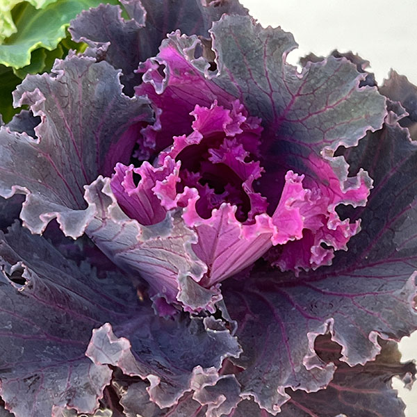 ハボタン(3色植え):フリフリパーティー3号ポット