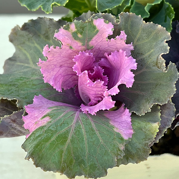 ハボタン(3色植え):フリフリパーティー3号ポット