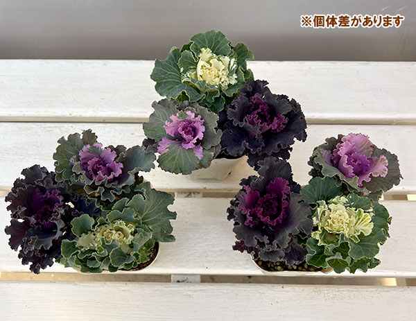 ハボタン(3色植え):フリフリパーティー3号ポット