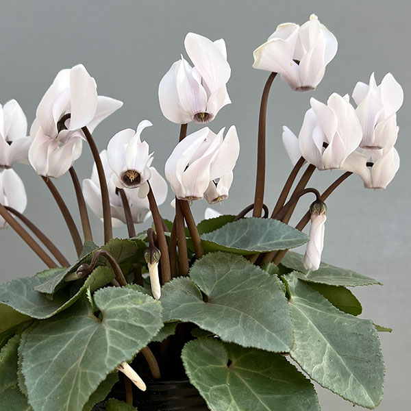 シクラメン（ミニ）：白銀の世界（ホワイト系）3号ポット