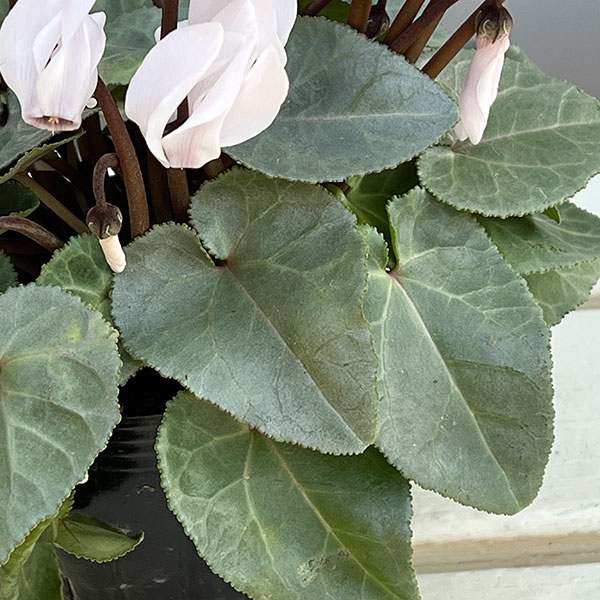 シクラメン（ミニ）：白銀の世界（ホワイト系）3号ポット