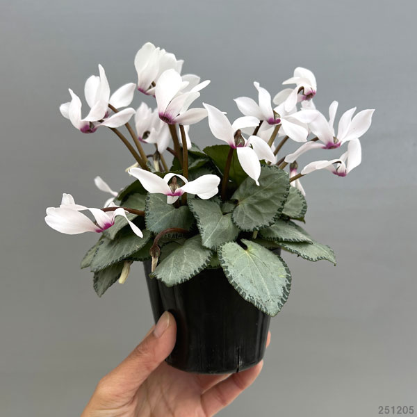 シクラメン（ミニ）：白銀の世界（ホワイト系）3号ポット