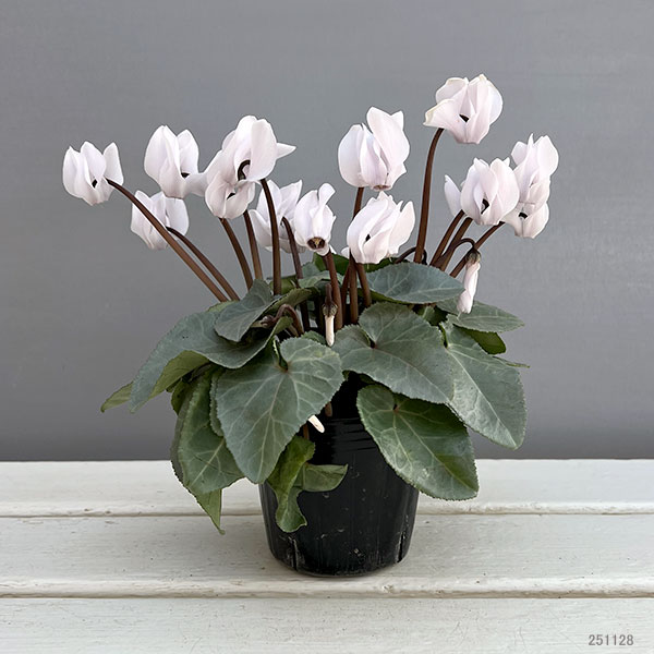 シクラメン（ミニ）：白銀の世界（ホワイト系）3号ポット