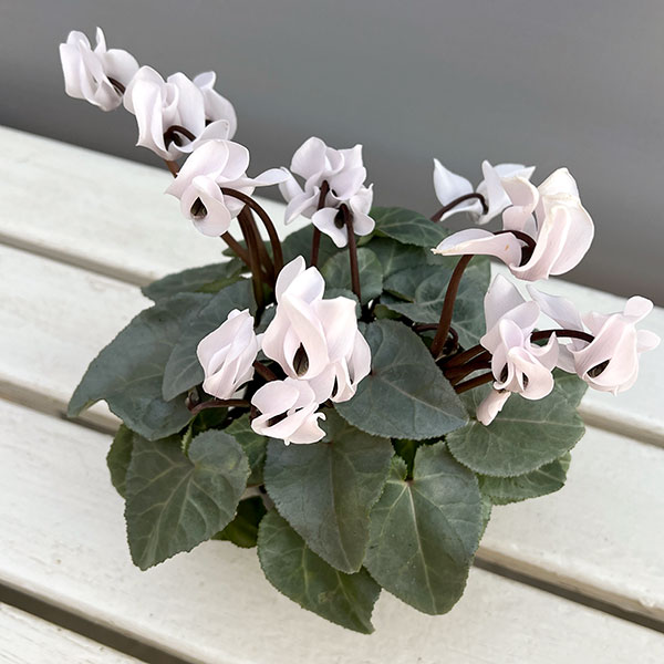 シクラメン（ミニ）：白銀の世界（ホワイト系）3号ポット