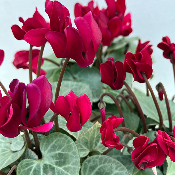 園芸ネット本店｜シクラメン（ミニ）：白銀の世界（ワインレッド系）3