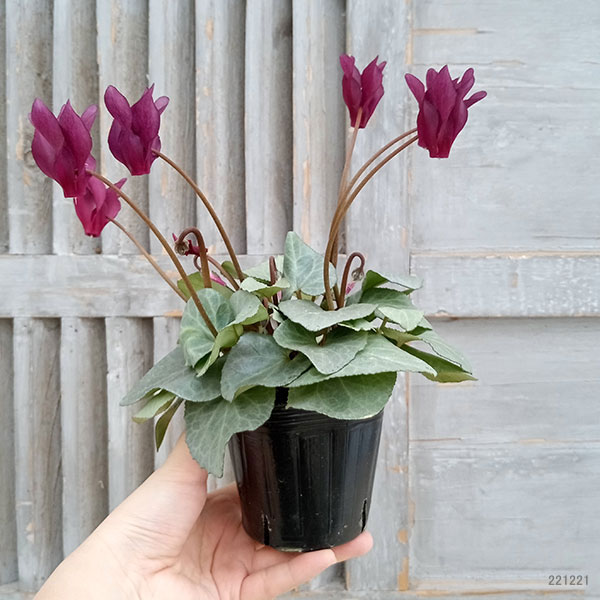 シクラメン(ミニ):白銀の世界(ボルドー系)3号ポット