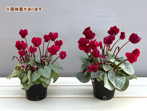 シクラメン(ミニ):白銀の世界(ボルドー系)3号ポット