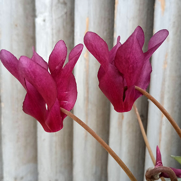 シクラメン(ミニ):白銀の世界(ボルドー系)3号ポット