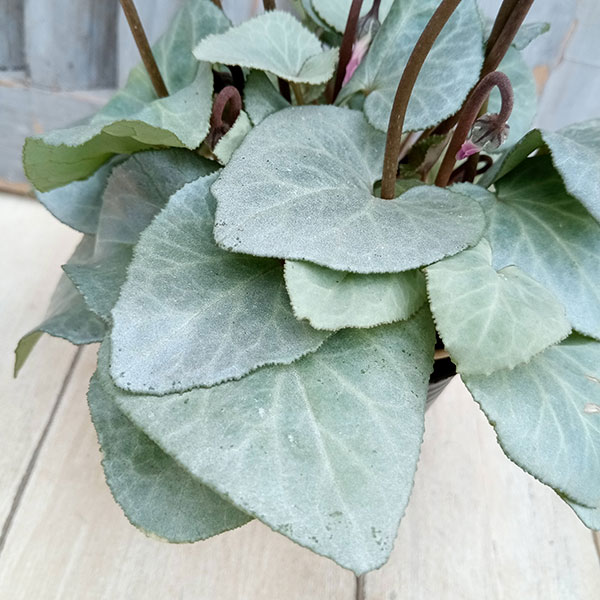 シクラメン(ミニ):白銀の世界(ボルドー系)3号ポット