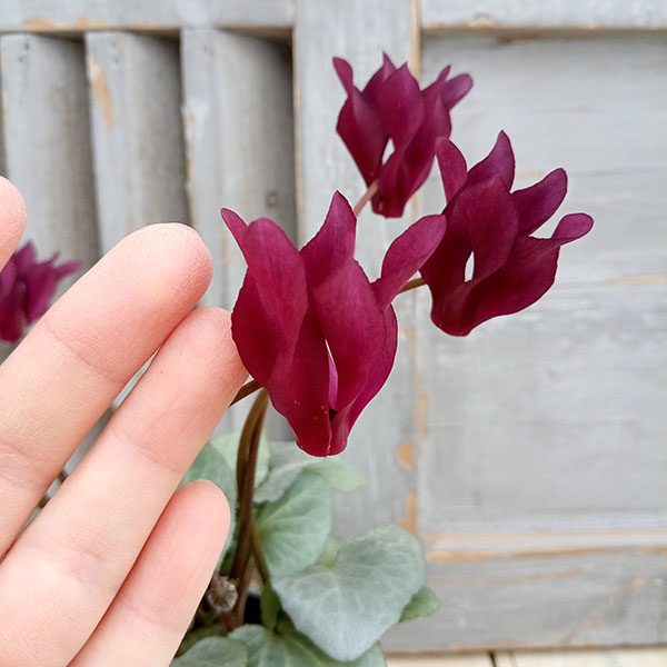 シクラメン(ミニ):白銀の世界(ボルドー系)3号ポット