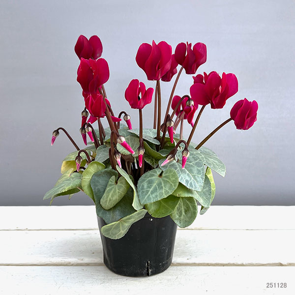 シクラメン(ミニ):白銀の世界(ボルドー系)3号ポット