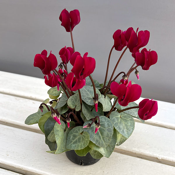 シクラメン(ミニ):白銀の世界(ボルドー系)3号ポット