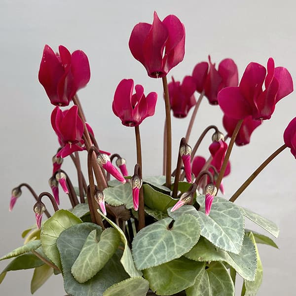 シクラメン(ミニ):白銀の世界(ボルドー系)3号ポット