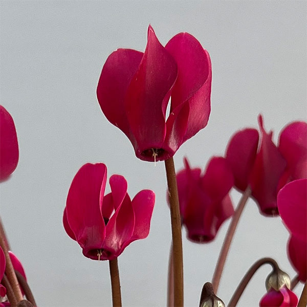 シクラメン(ミニ):白銀の世界(ボルドー系)3号ポット