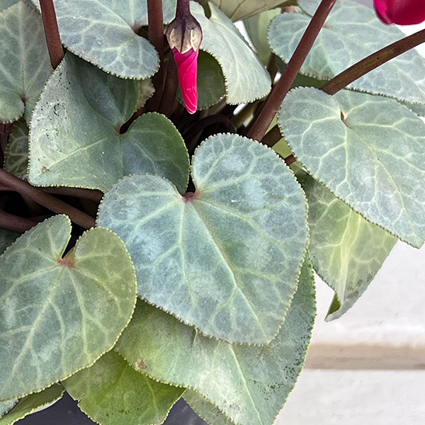 シクラメン(ミニ):白銀の世界(ボルドー系)3号ポット