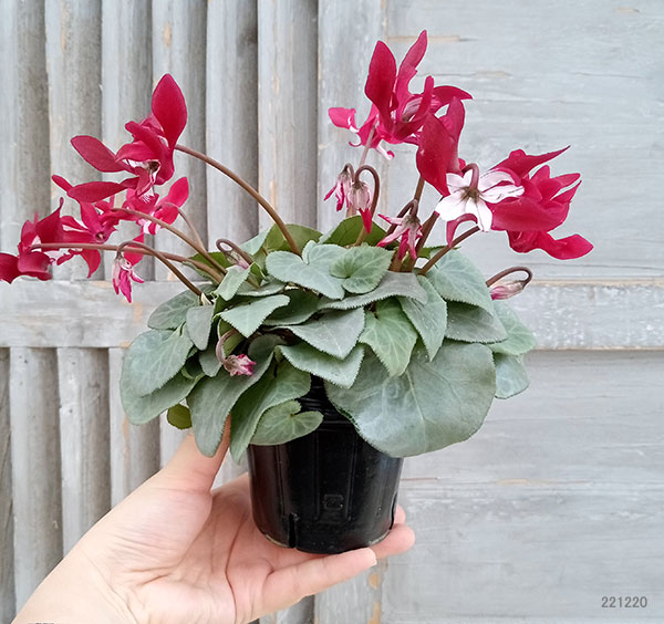 シクラメン(ミニ):白銀の世界(ワーリーギグ系)3号ポット