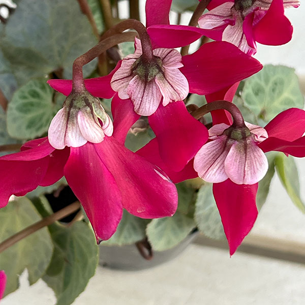 シクラメン(ミニ):白銀の世界(ワーリーギグ系)3号ポット