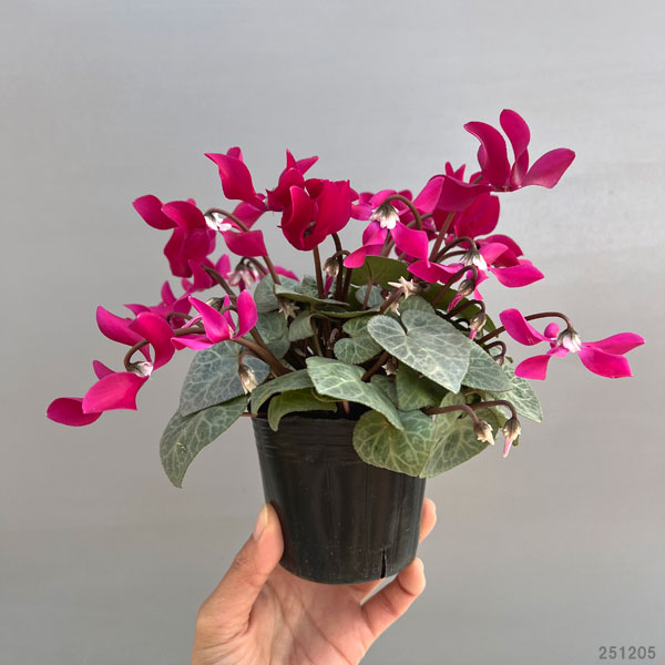 シクラメン（ミニ）：白銀の世界（ワーリーギグ系）3号ポット