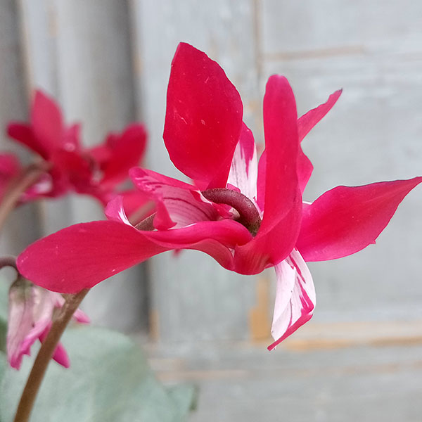 シクラメン(ミニ):白銀の世界(ワーリーギグ系)3号ポット