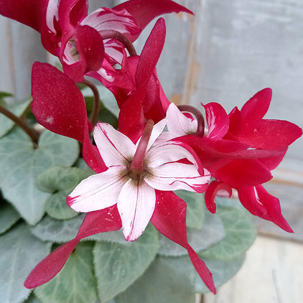 シクラメン(ミニ):白銀の世界(ワーリーギグ系)3号ポット