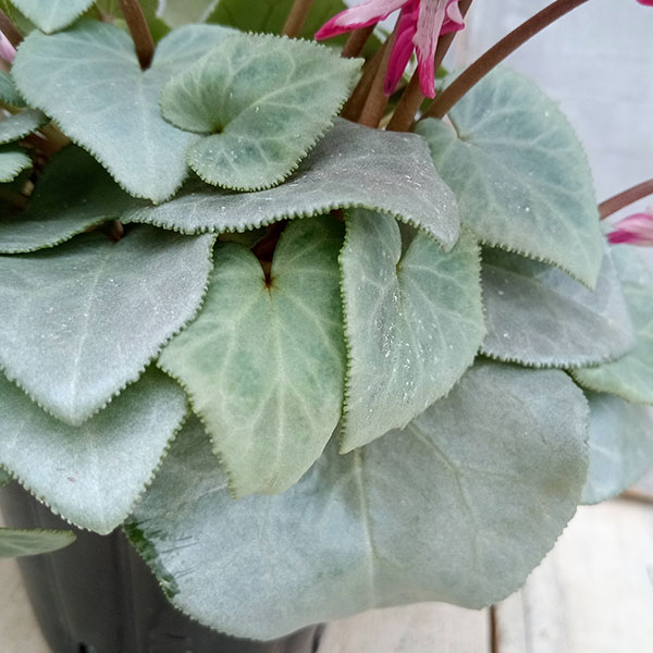 シクラメン(ミニ):白銀の世界(ワーリーギグ系)3号ポット