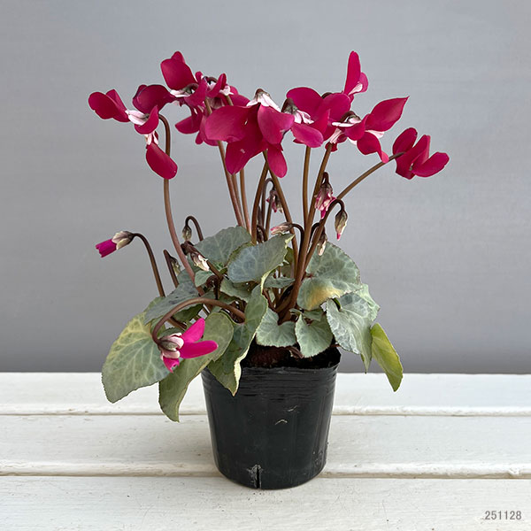 シクラメン(ミニ):白銀の世界(ワーリーギグ系)3号ポット