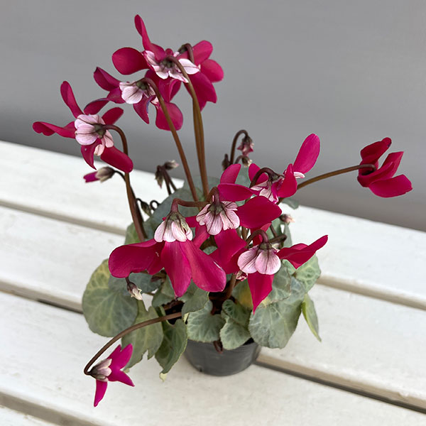 シクラメン(ミニ):白銀の世界(ワーリーギグ系)3号ポット