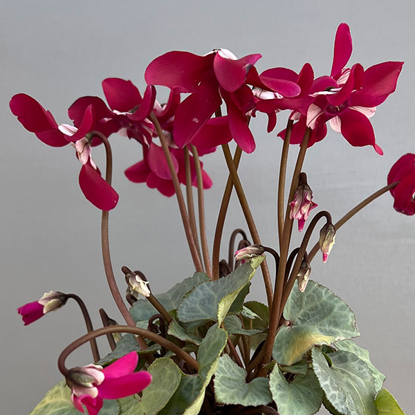 シクラメン(ミニ):白銀の世界(ワーリーギグ系)3号ポット