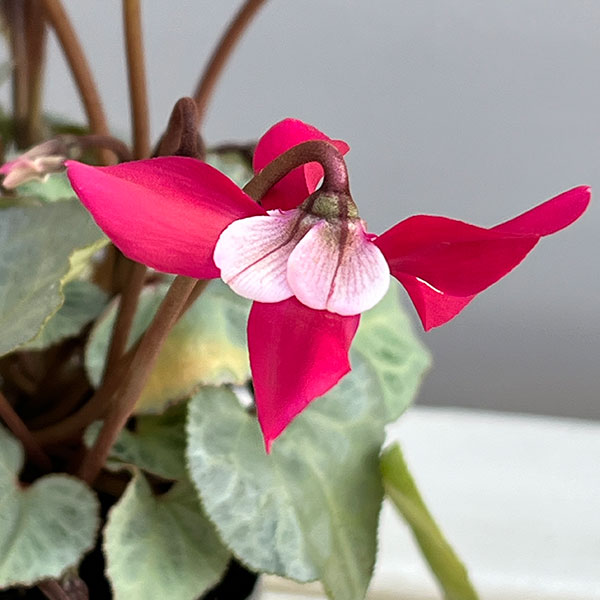 シクラメン(ミニ):白銀の世界(ワーリーギグ系)3号ポット