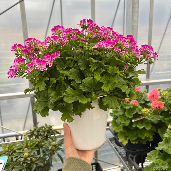 ペラルゴニウム　グランパッソ　スウィートピンク5号鉢植え