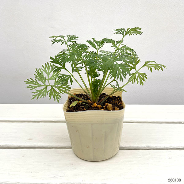 千鳥草（チドリソウ・ラークスパー）：カンヌ　ライラック3.5号ポット