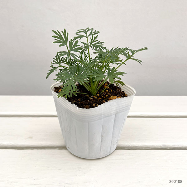 千鳥草（チドリソウ・ラークスパー）：カンヌ　ホワイト3-3.5号ポット 6株セット