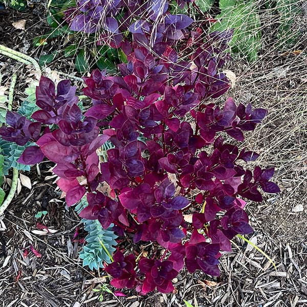 [26年4月上旬予約]アルテルナンセラ：パープルプリンス2.5-3.5号ポット