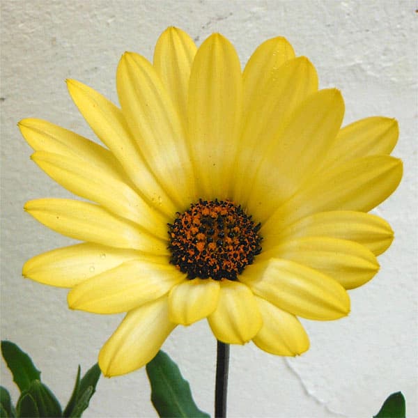 ディモルフォセカ：パステリーナ　イエロー系3.5号ポット