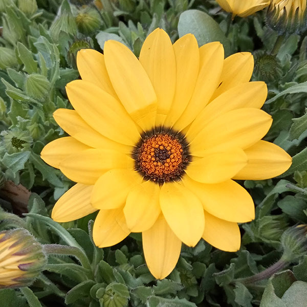 ディモルフォセカ：パステリーナ　イエロー系3.5号ポット