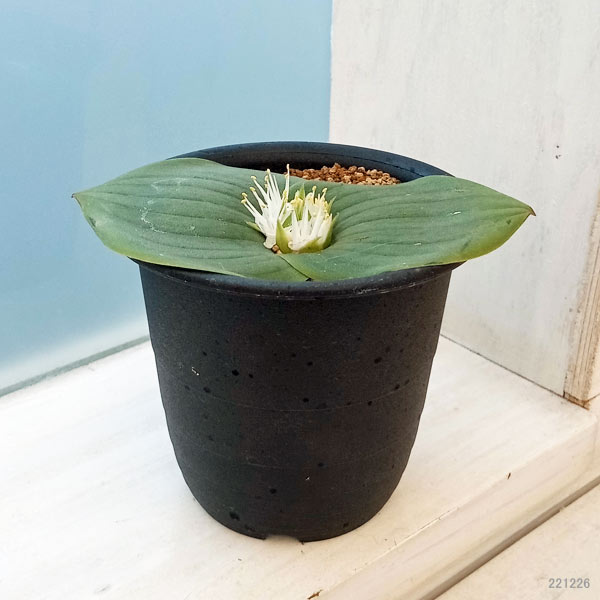 マッソニア:ブレダスドルペンシス 3号鉢植え