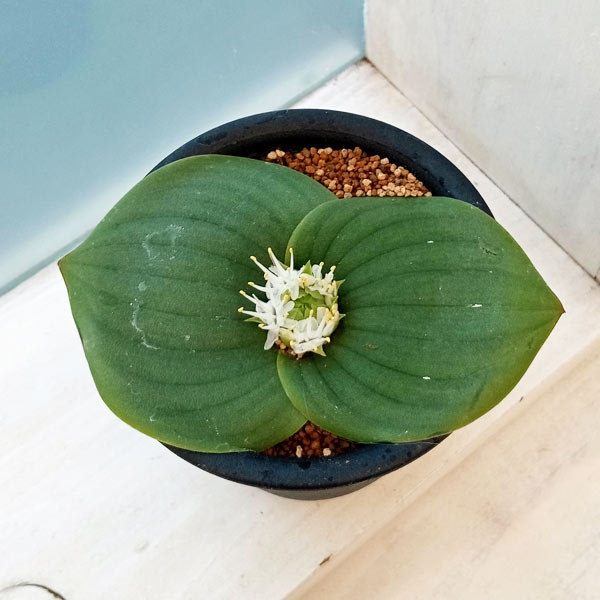 マッソニア:ブレダスドルペンシス 3号鉢植え