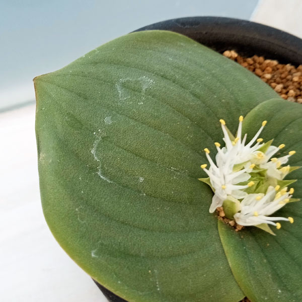 マッソニア:ブレダスドルペンシス 3号鉢植え