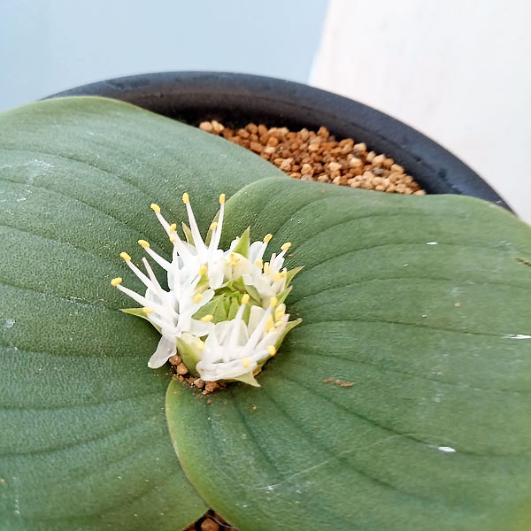 マッソニア:ブレダスドルペンシス 3号鉢植え